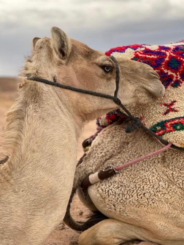 Agafay Desert Dinner Show With Camel Rides. - Image 8