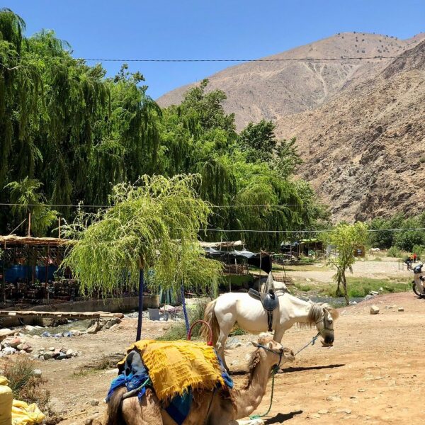 Ourika Valley's - Image 2