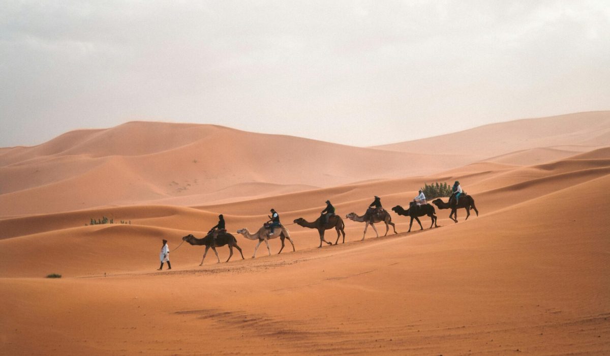 caravan camels